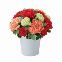 グラマラス(レッド)